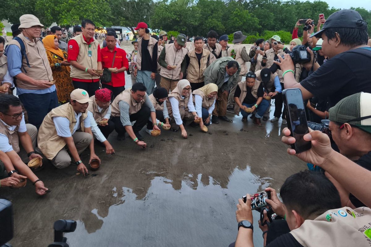 Wakil Menhut Sulaiman Umar Siddiq melepas tukik di sela-sela kegiatan Mangrove Festival di TN Alas Purwo Banyuwangi, Selasa (30/1/2025)