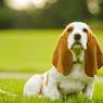 4 Alasan yang Bikin Anjing Menjilat Secara Berlebihan