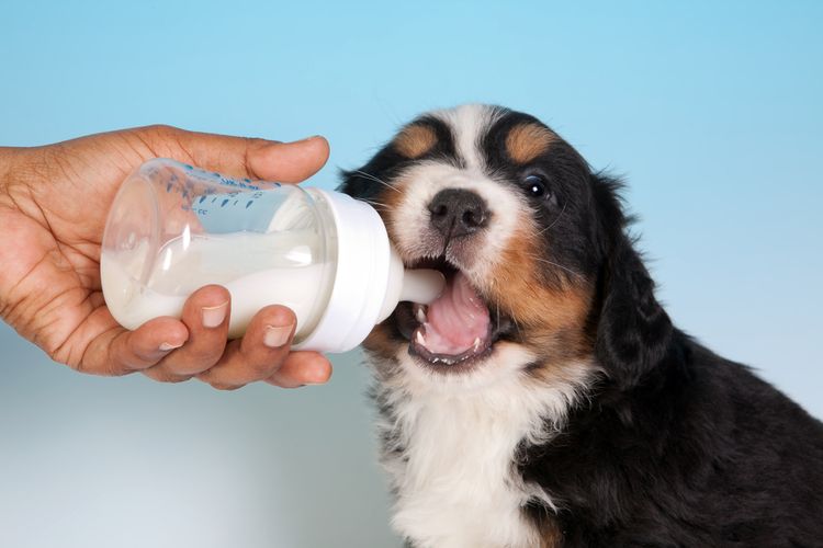 Ilustrasi anjing minum susu.