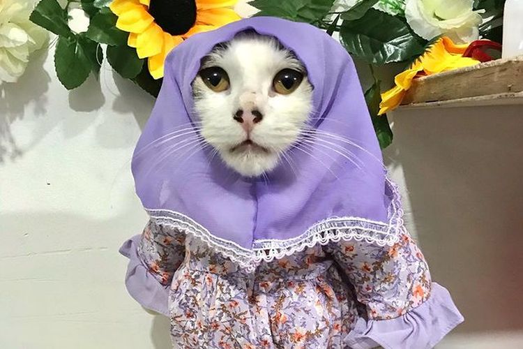 Seekor kucing menggunakan kostum kucing buatan Fredi Lugina.