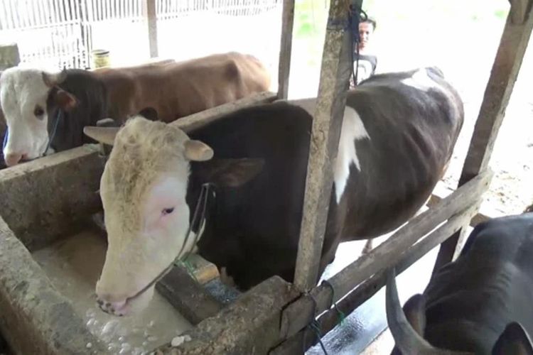 Sapi Jenis Simental Berbobot Satu Ton Lebih Dibeli Presiden Jokowi Seharga Rp 85 Juta