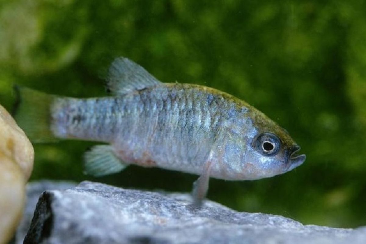 Pupfish Ash Meadows Amaragosa yang terancam punah hidup di Death Valley National Park, di mana mata air bisa mencapai 100 derajat