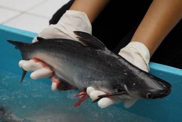 Cari Tahu Lebih Lanjut Mengenai Budi Daya Ikan Patin