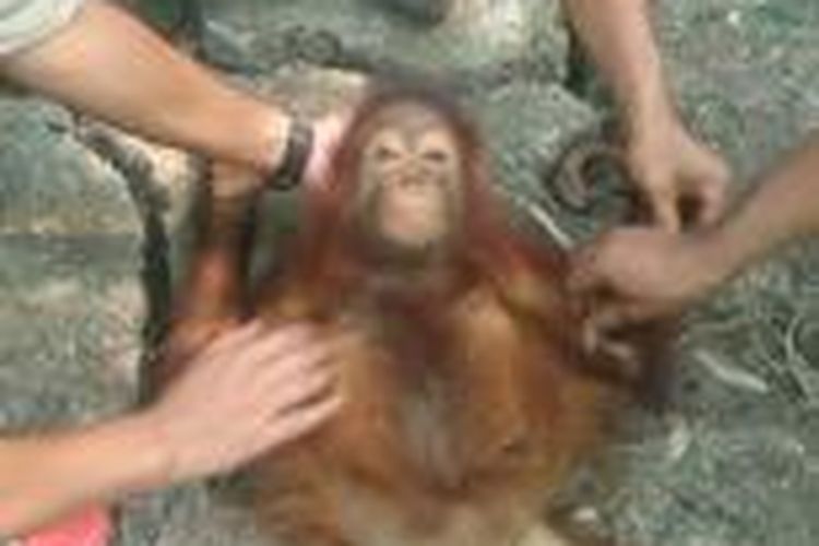 Foto orangutan berusia tiga tahun yang diselamatkan dari sebuah kebun sawit di Desa Parudan Kecamatan Sebagau Kuala, Kabupaten Pulang Pisau, Kalimantan Tengah. Foto ini diabadikan oleh tim gabungan BKSDA Kalteng dan BOSF dari Nyaru Menteng saat berhasil mengevakuasi orangutan ini. 