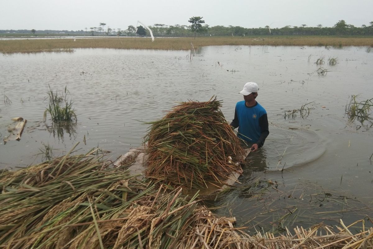 Seorang petani tengah membawa padi dengan menggunakan rakit. Mereka memanen padi yang terendam banjir di Dusun 
Dusun Tegalluhur, Desa Sukamakmur, Kecamatan Telukjambe Timur, Kabupaten Karawang, Minggu (29/12/2019).