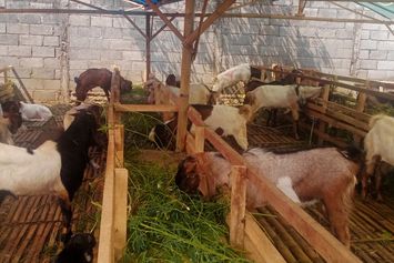 6 Tips Memilih Kambing yang Cukup Umur untuk Kurban