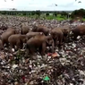 Gajah-gajah 'Mati Perlahan' karena Makan Plastik di Tempat Pembuangan Sampah Sri Lanka