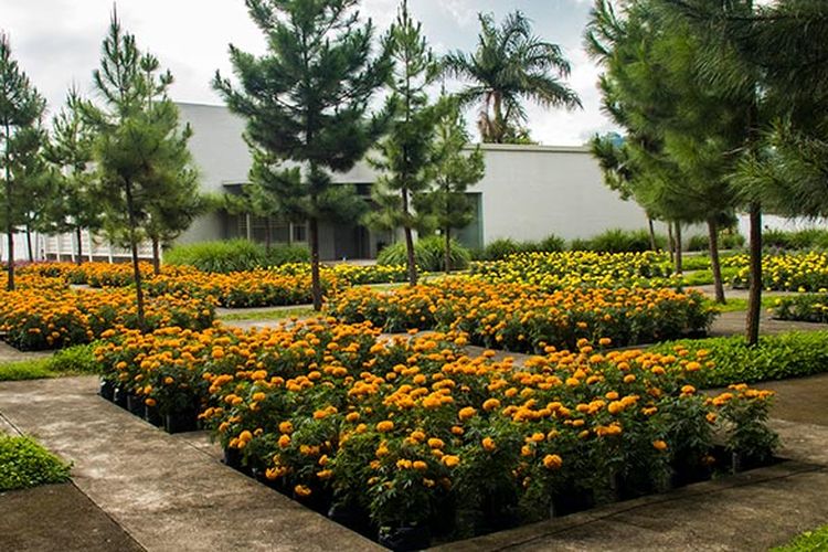 Marigold yang merupakan tanaman atsiri di Rumah Atsiri, Karanganyar.