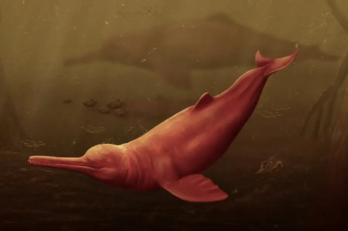 Seperti Apa Lumba-lumba Air Tawar Terbesar yang Pernah Hidup di Bumi?
