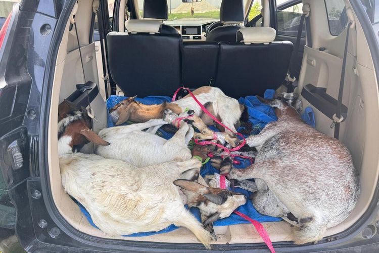 Sewa Xpander demi Curi 4 Kambing di Buton Tengah, 6 Pemuda Ditangkap Saat Naik Feri