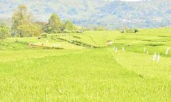 Kementan Berhasil Buka Lahan Cetak Sawah Seluas 1,16 Juta Hektar