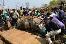 Nepal Pindahkan 5 Ekor Badak Bercula Satu yang Langka