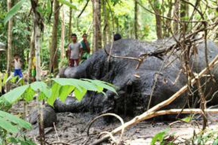 Seekor gajah ditemukan sudah membusuk dengan tanpa gading di Meulaboh, Aceh.