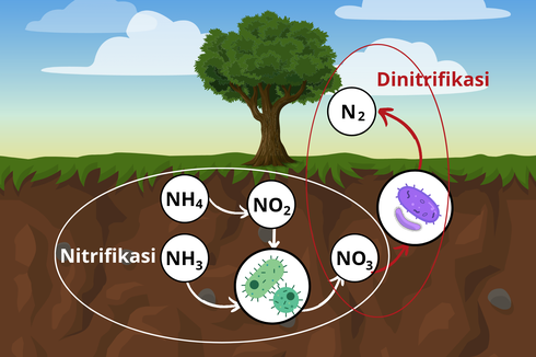 Nitrifikasi dan Denitrifikasi dalam Siklus Nitrogen