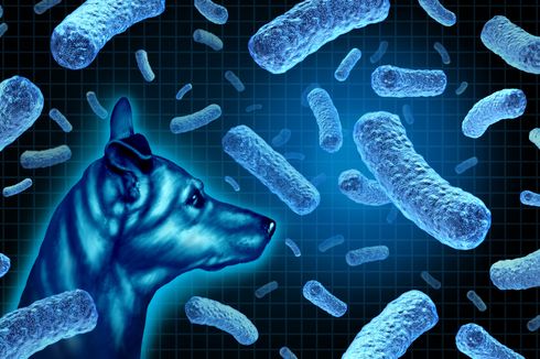 Brucellosis: Penyebab, Gejala, dan Cara Mencegah