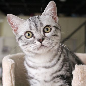 Ilustrasi kucing American Shorthair.