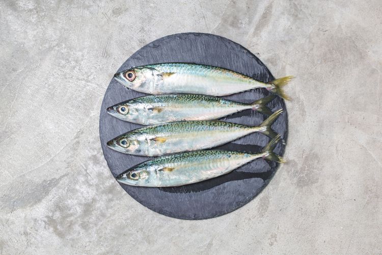 Ilustrasi makerel, salah satu ikan kaya omega 3 yang menyehatkan jantung dan membantu memperpanjang umur.