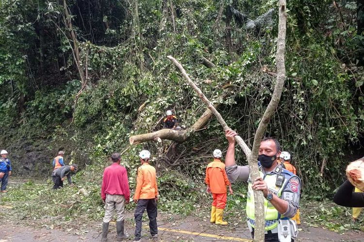 Pohon tumbang menimpa badan jalan di kawasan Cadas Pangeran, Sumedang, Jabar, Sabtu (12/11/2022). AAM AMINULLAH/KOMPAS.com