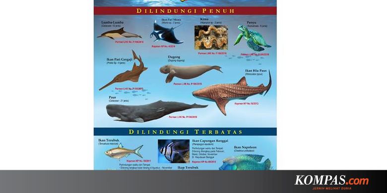 8 Biota Laut Dikategorikan Dilindungi Penuh Oleh Kkp Ini