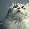 6 Fakta Menarik Tentang Kucing Persia 
