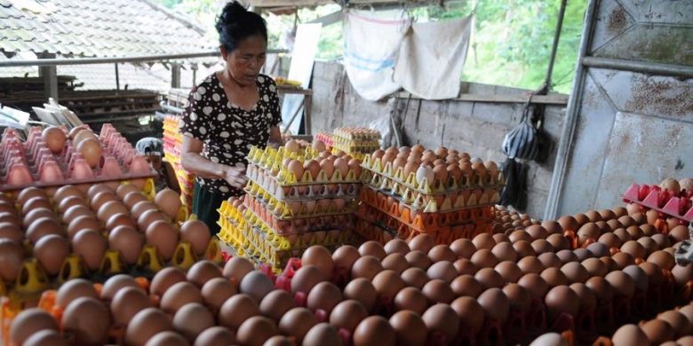 peternak ayam telur di bandung