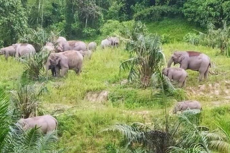 Kawanan gajah sedang mencari makan di kebun dalam lanskap Taman Nasional Bukit Tigapuluh, Kabupaten Tebo, Jambi