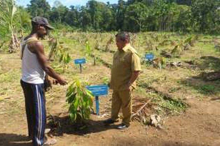Tampak Kepala Badan Percepatan Pembangunan Kawasan Papua, Omah Laduani Ladamay, meninjau salah satu lokasi kebun percontohan kakao yang terletak di Kampung Rotea, Kabupaten Sarmi, Papua, Selasa (22/11/2016) kemarin.. 