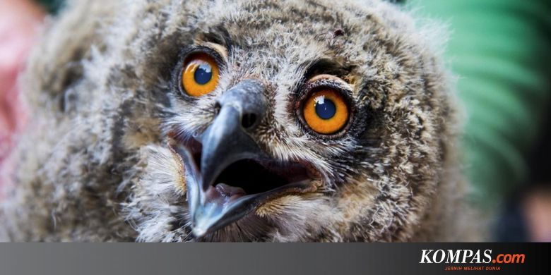 44 Hantu Gigi Panjang Terbaik