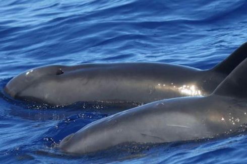 Hasil Kawin Silang Lumba-lumba dan Paus Ditemukan di Hawaii