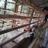 Ketika Desa Berusaha Kaya dari Ternak Kambing…