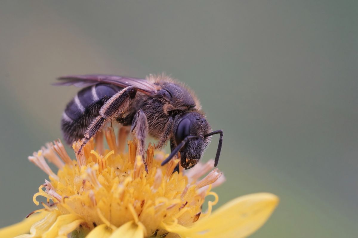 Lebah, salah satu hewan arthropoda