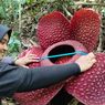 Bunga Rafflesia Jenis Tuan-Mudae Mekar Sempurna di Marambuang Agam