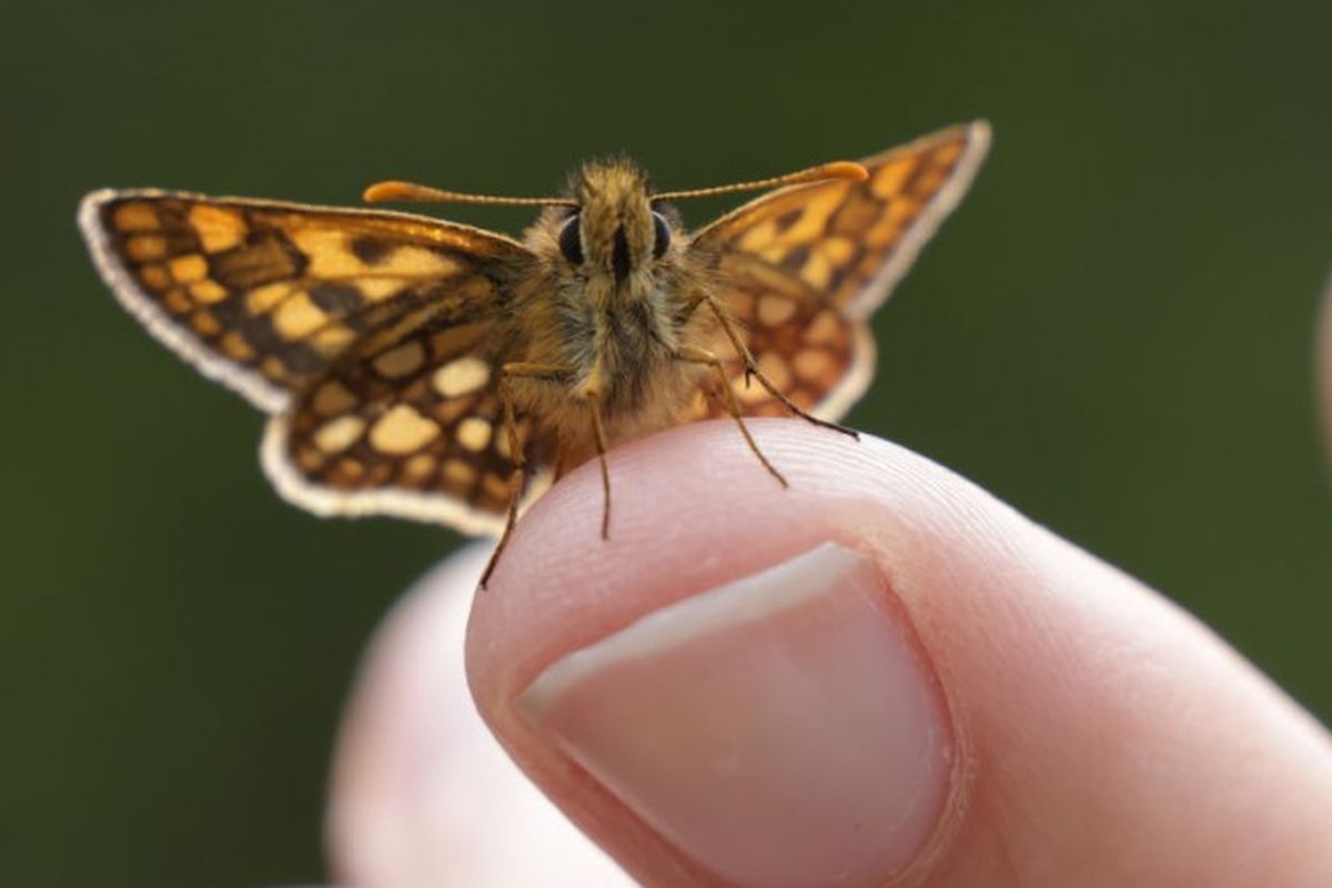 Kupu-kupu nakhoda kotak-kotak (Carterocephalus palaemon) bertengger di jari seorang sukarelawan yang membantu mengumpulkan data untuk program pemantauan kupu-kupu dan ngengat Viel-Falter pada 24 Juni , 2023 dekat Innervals, Austria.