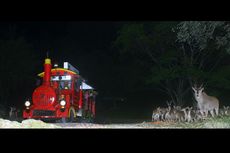 Saat Lebaran, Anda Dapat Berkeliling Taman Safari Bogor di Malam Hari
