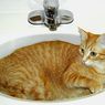 Jangan Biarkan Kucing Minum Air di Toilet, Ini Bahayanya