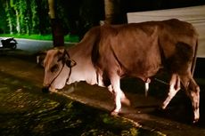 Berkeliaran Tengah Malam, Sapi di Bantul 