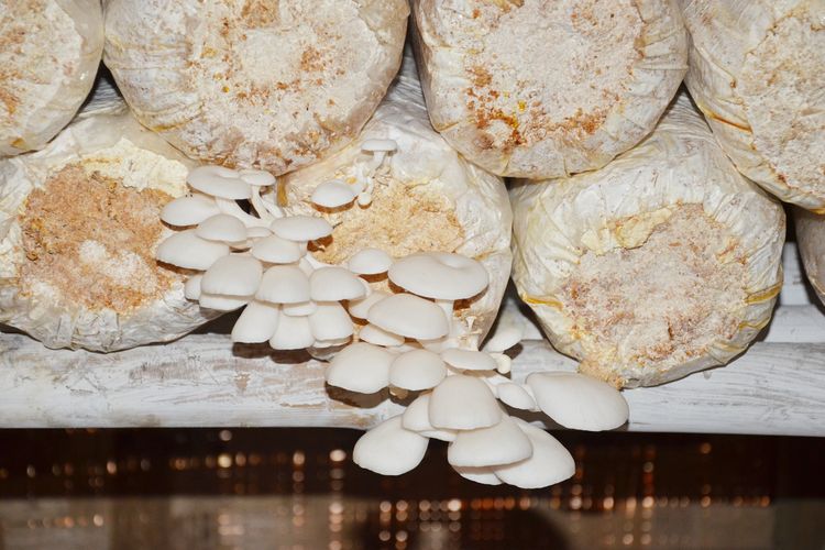 Ilustrasi jamur tiram, ilustrasi baglog.