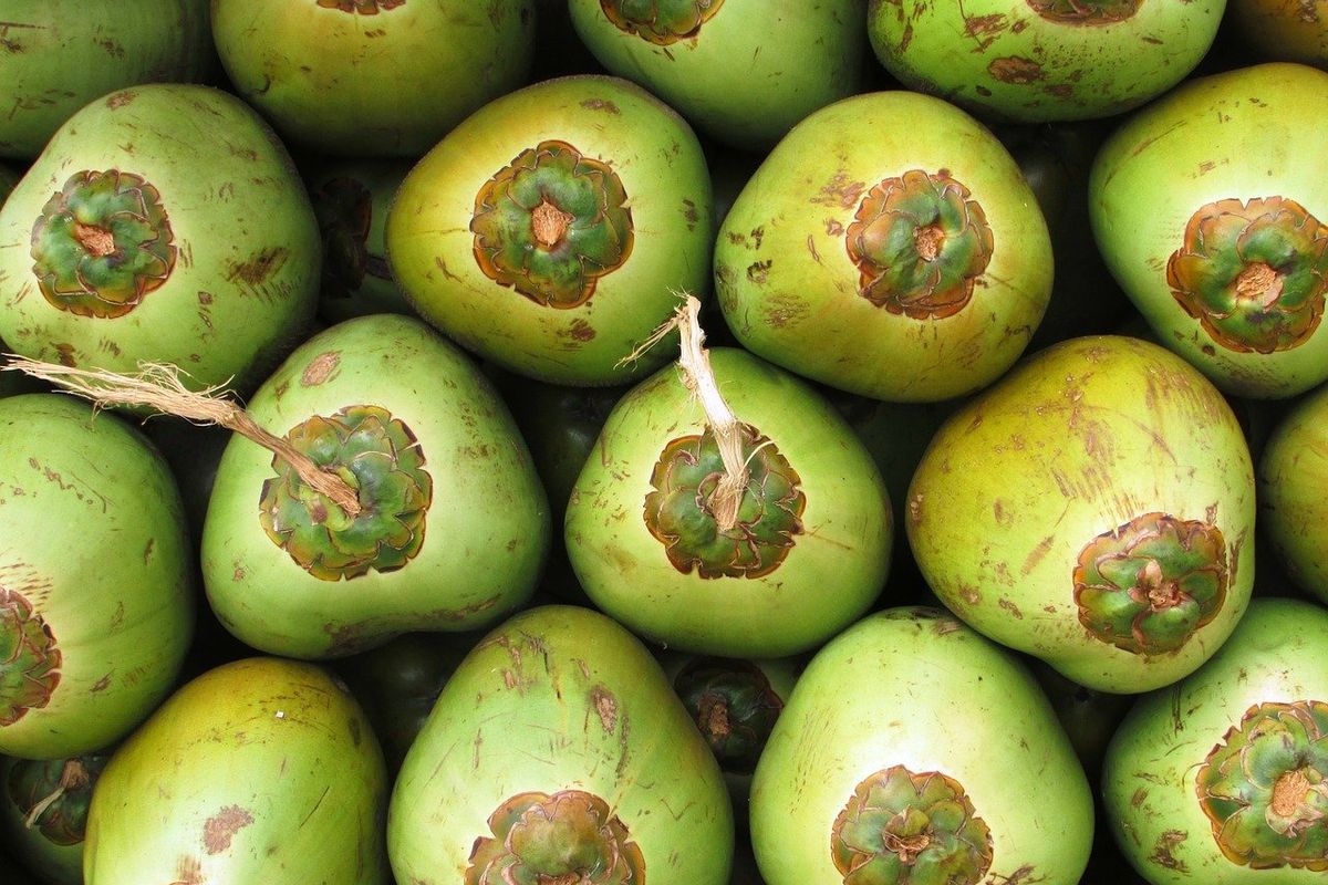 Ilustrasi kelapa hijau.
