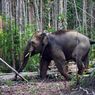 Gajah Sumatera Rusak Kebun Sawit di Jambi, Warga Pun Mengamuk