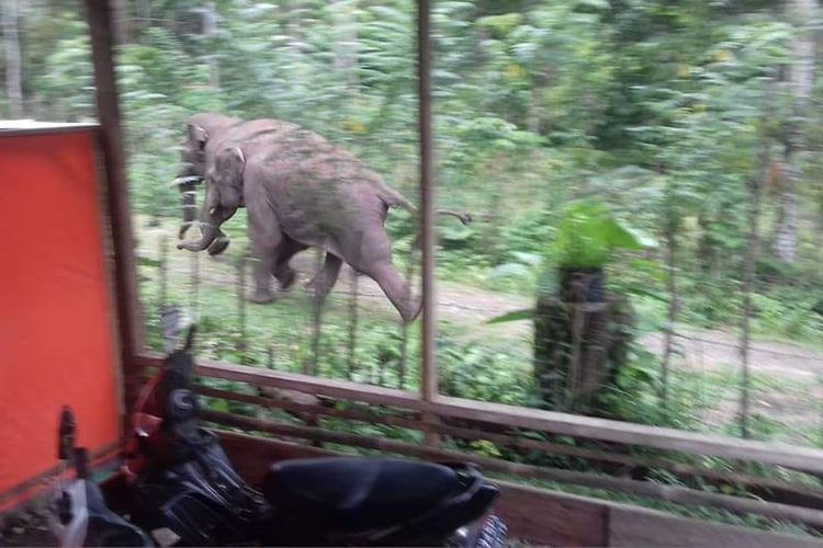 Foto dokumentasi Tgk Samsuar warga Geumpang, tiga ekor gajah liar turun ke pemukiman warga Desa Leupu, Kecamatan Geumpang, Kabupaten Pidie, Senin  (04/11/2018)