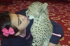 Bocah Saudi Tak Mau Tidur Tanpa Ditemani Cheetah Peliharaannya