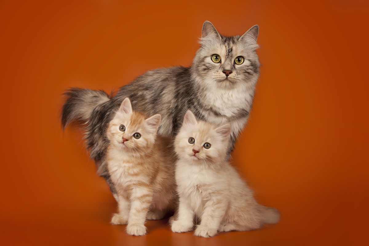 Cara Memperkenalkan Anak Kucing ke Kucing Dewasa agar Tidak Bertengkar