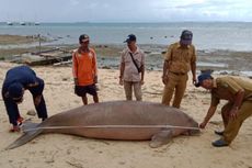 Seekor Dugong Ditemukan Mati di Perairan Pulau Morotai Maluku Utara