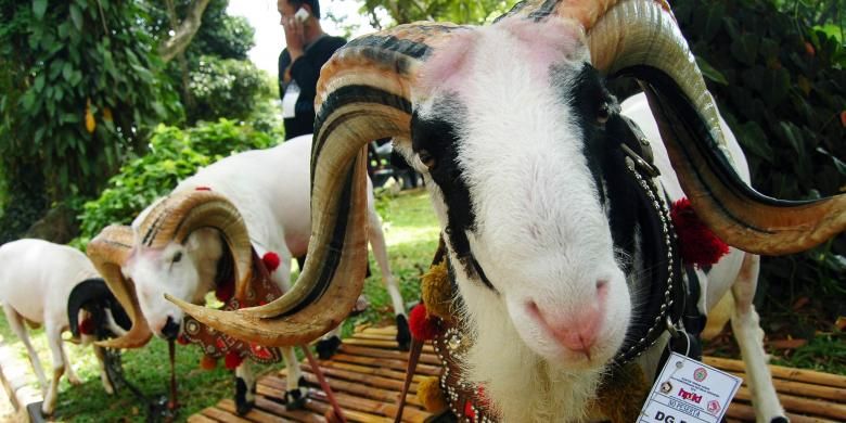 Salah satu domba garut yang diikutkan dalam Kontes Domba Garut dan Kambing Piala Kemerdekaan, di Kebun Raya Bogor, Sabtu (27/8/2016). 