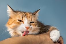 Apakah Aman Membiarkan Kucing Peliharaan Menjilat Kita?