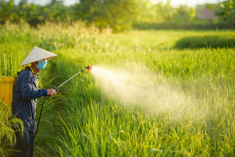 Ilustrasi penyemprotan pestisida pada tanaman padi. 