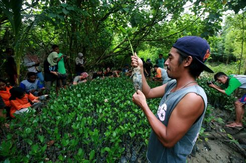Pemuda dan Mangrove, Upaya Penanggulangan Abrasi Pantai di Mempawah