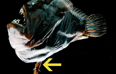 Anglerfish jantan terlihat menempel pada tubuh betina yang berukuran jauh lebih besar.