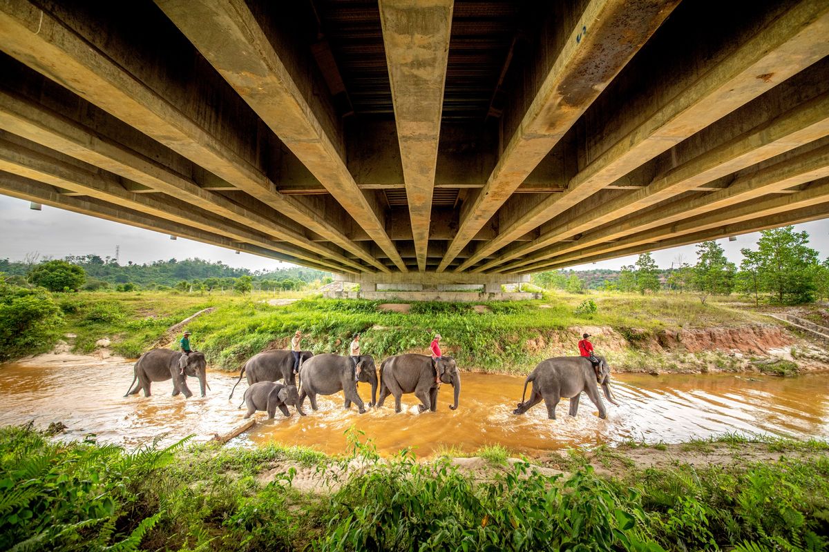 Perlintasan gajah di Tol Permai.