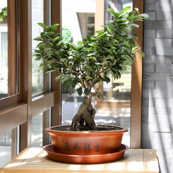 Ilustrasi tanaman bonsai, pohon bonsai. 